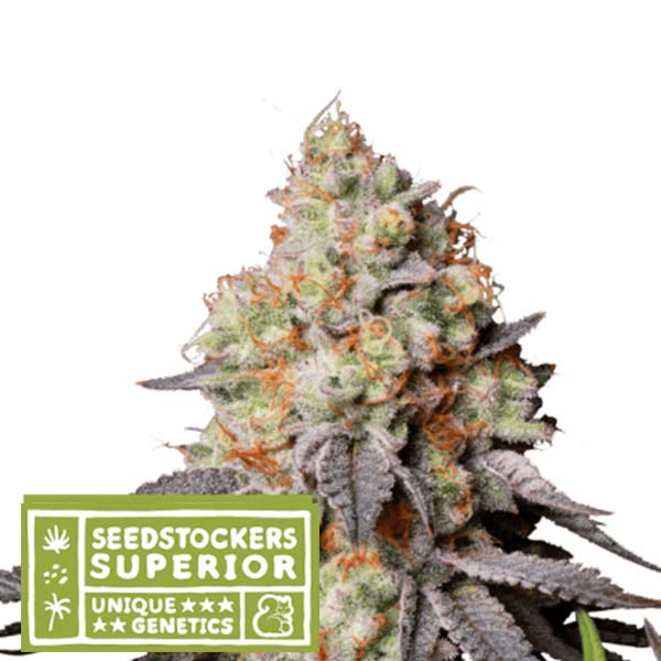 Auto Panty Punch Seedstockers