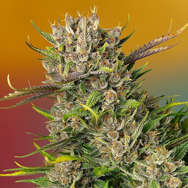 Auto Papaya Zoap Sweet Seeds