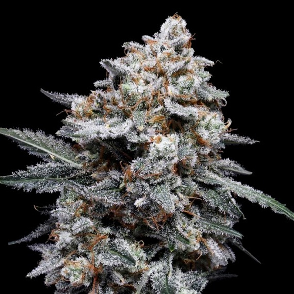 semillas feminizadas Auto Patrick Swayze para cultivo de cannabis