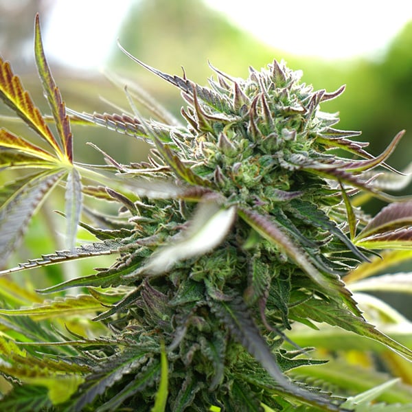 Semillas Auto Pineapple Chem de Humboldt Seed Organization para cultivo