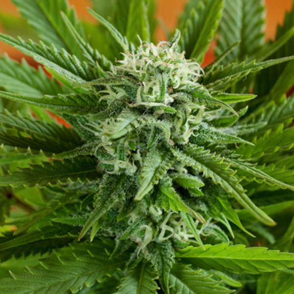 semillas autoflorecientes Auto Pineapple Express G13 Labs