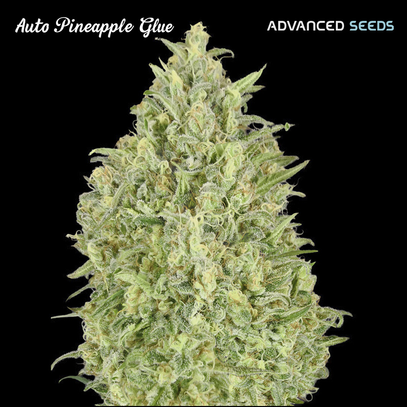 Planta Auto Pineapple Glue 1 unidad feminizada Advanced Seeds