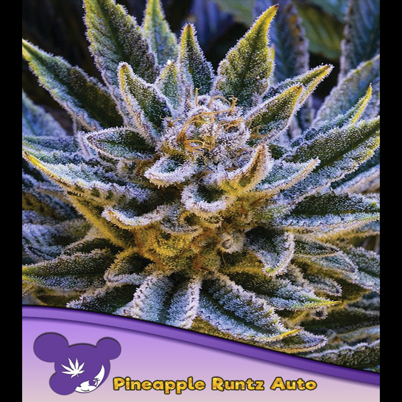 Semillas feminizadas Auto Pineapple Runtz para cultivo de cannabis