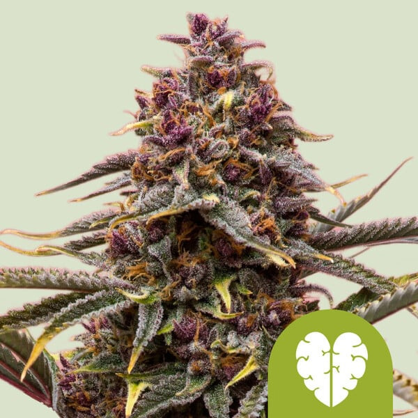 Semilla feminizada Auto Pink Mist de Royal Queen para cultivo automático
