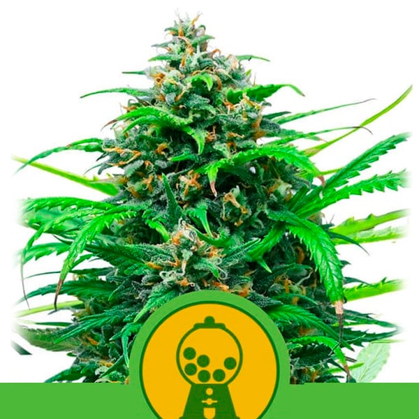 Planta Auto Pink Runtz en maceta, variedad feminizada
