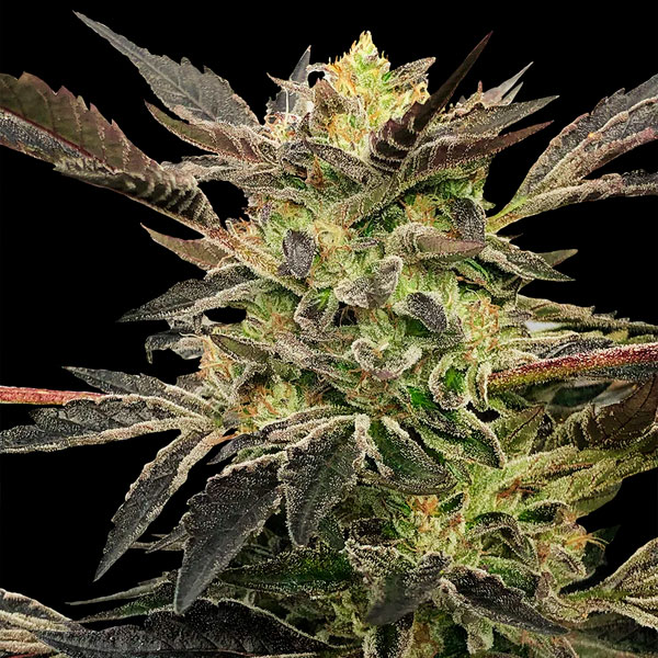 Auto Pink Sunset Silent Seeds