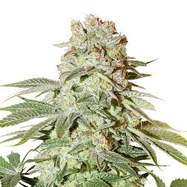 Planta autofloreciente Auto Power Plant de Dutch Passion en etapa de crecimiento