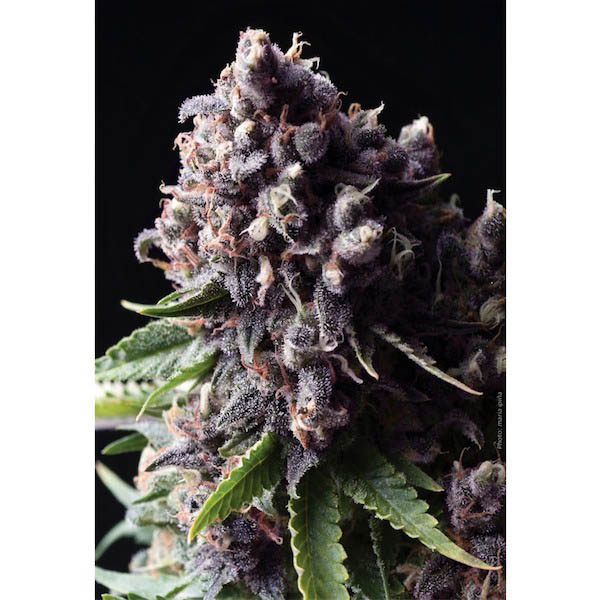 Blíster con 12 unidades de semillas feminizadas Auto Purple 1 de Pyramid Seeds