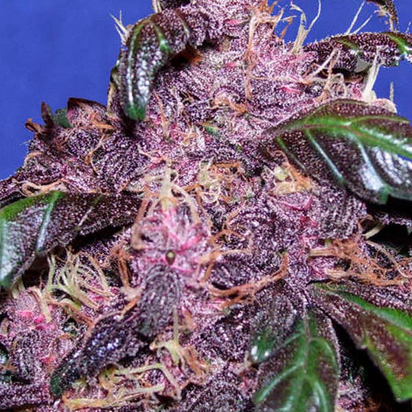 Planta Auto Purple de 10 unidades feminizadas para cultivo en exterior e interior