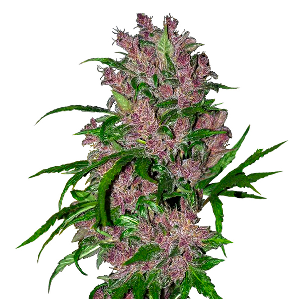 Planta Auto Purple Bud en maceta, semillas feminizadas