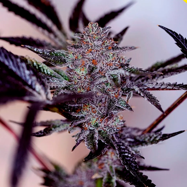 semilla feminizada Auto Purple Cherry de Positronics Seeds para cultivo de cannabis