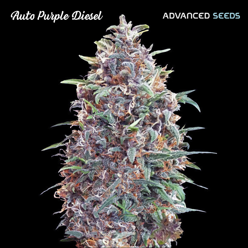 Auto Purple Diesel Advanced Seeds