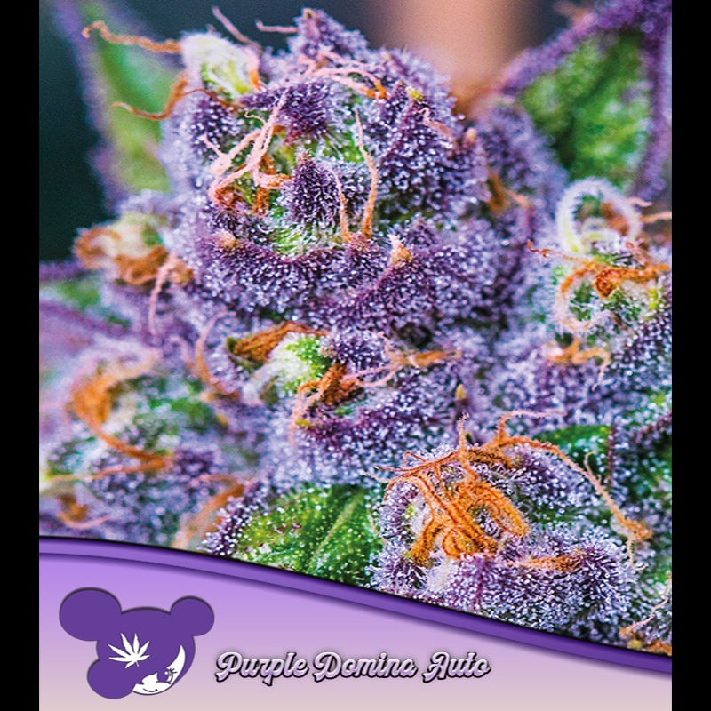 semillas feminizadas Auto Purple Domina para cultivo de cannabis