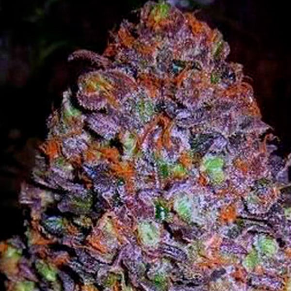 Planta Auto Purple Haze autofloreciente variedad feminizada Original Sensible