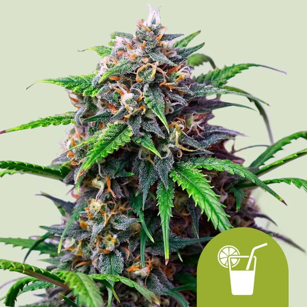 Planta Auto Purple Lemonade 1 unidad feminizada Royal Queen