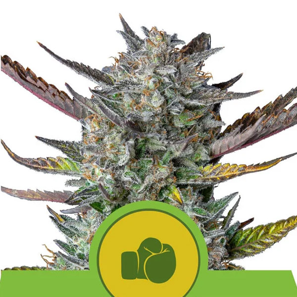 planta Auto Purple Punch autofloreciente Royal Queen