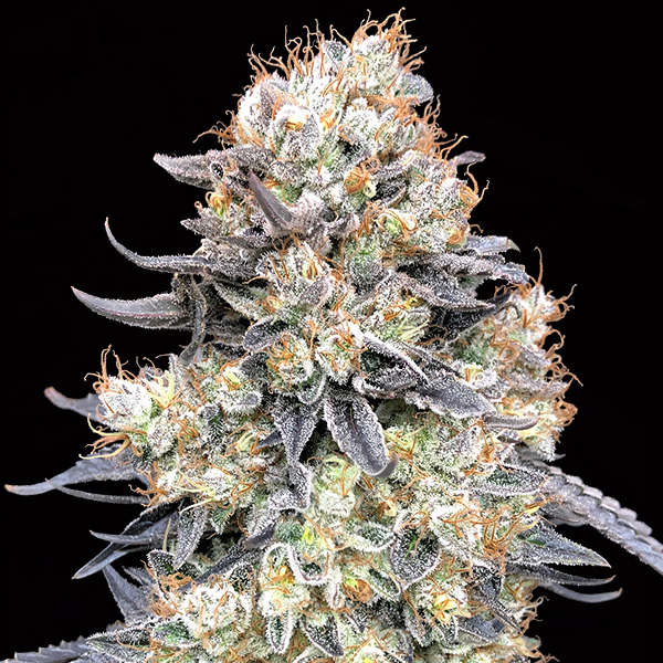 Semillas feminizadas Auto Purple Punch para cultivo de cannabis
