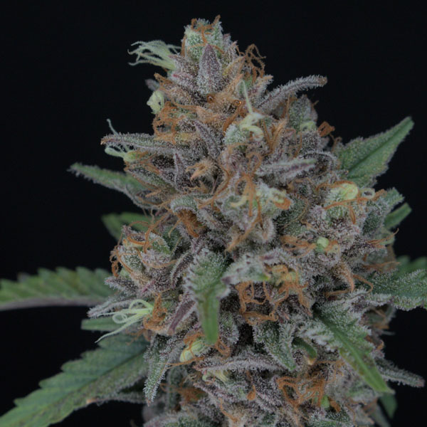 semillas autoflorecientes Auto Purple Punch de Pure Instinto