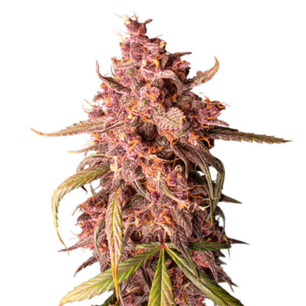 semilla feminizada Auto Purple Punch de Seedstockers para cultivo