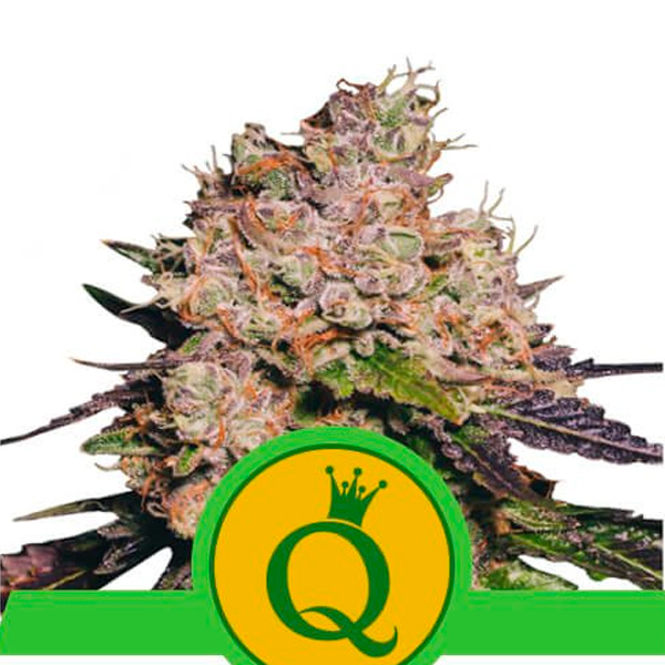 Planta Auto Purple Queen en maceta, variedad feminizada de Royal Queen