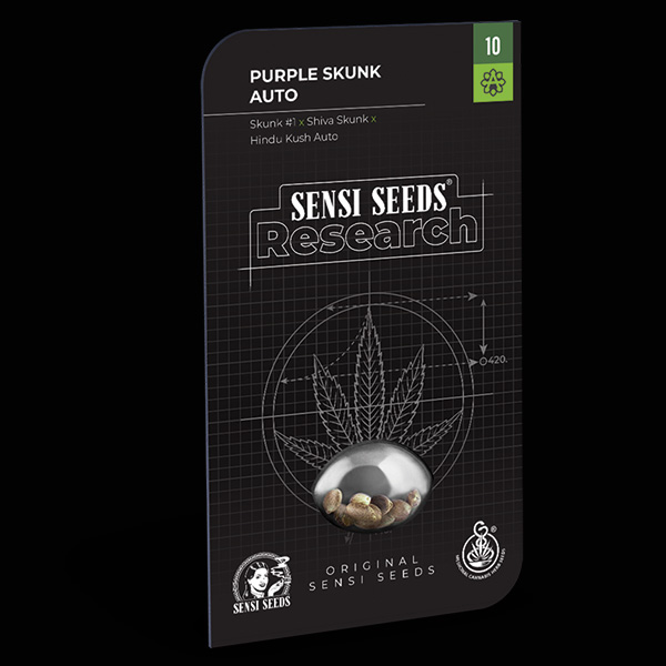 Tres semillas feminizadas Auto Purple Skunk de Sensi Seeds para cultivo
