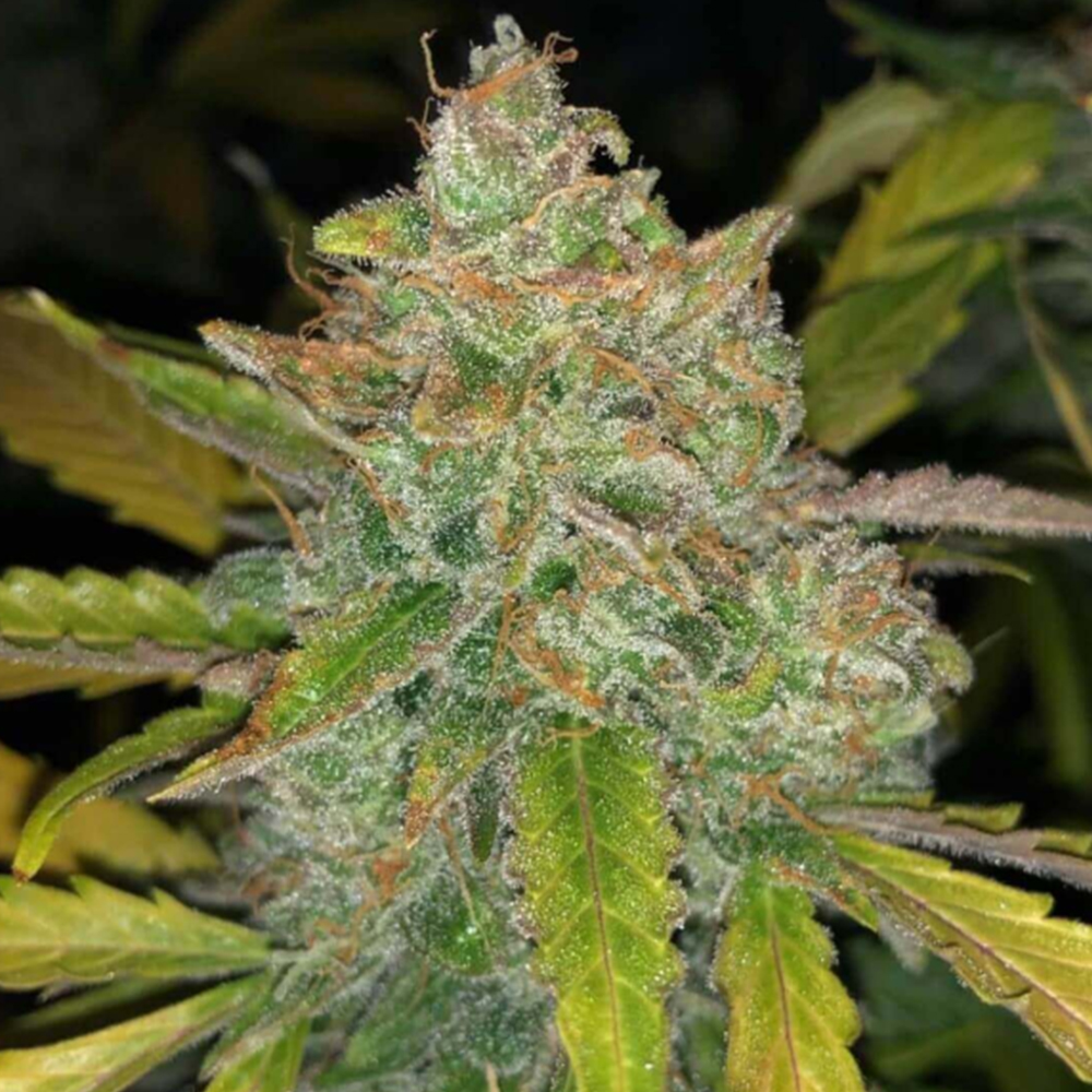 semillas feminizadas Auto Purple Sunset para cultivo de cannabis