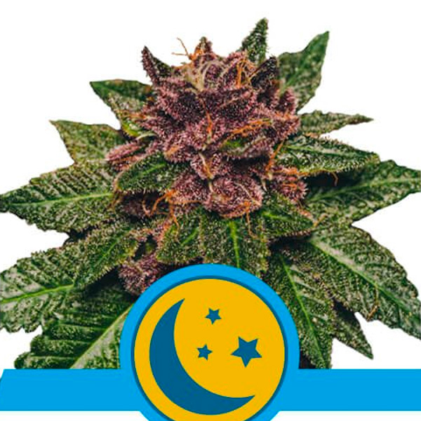 Semilla feminizada Auto Purplematic CBD de Royal Queen para cultivo de cannabis