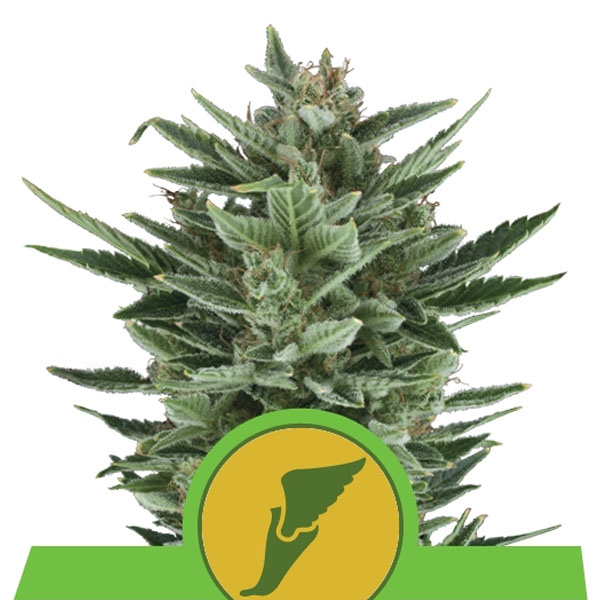 Semilla autofloreciente Auto Quick One de Royal Queen Seeds