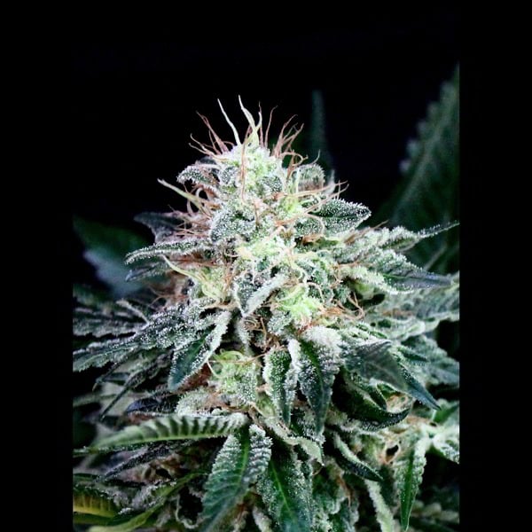 semilla feminizada Auto Radical de Absolute Cannabis Seeds para cultivo automático