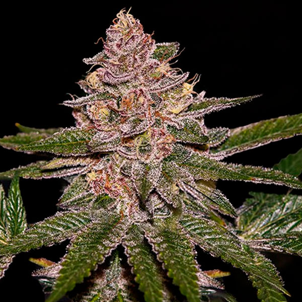 semillas feminizadas Auto Radical Juice de Ripper Seeds para cultivo automático