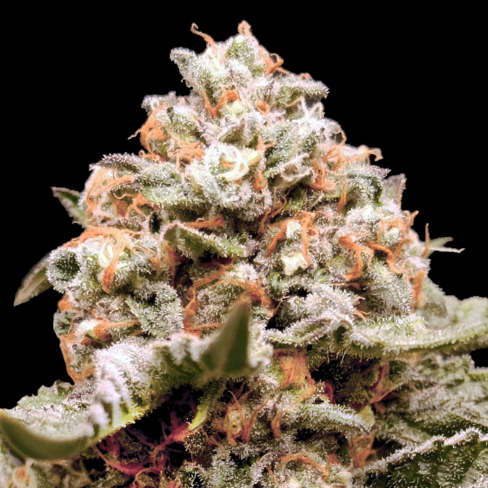 Tres semillas feminizadas Auto Rainbow Mints para cultivo
