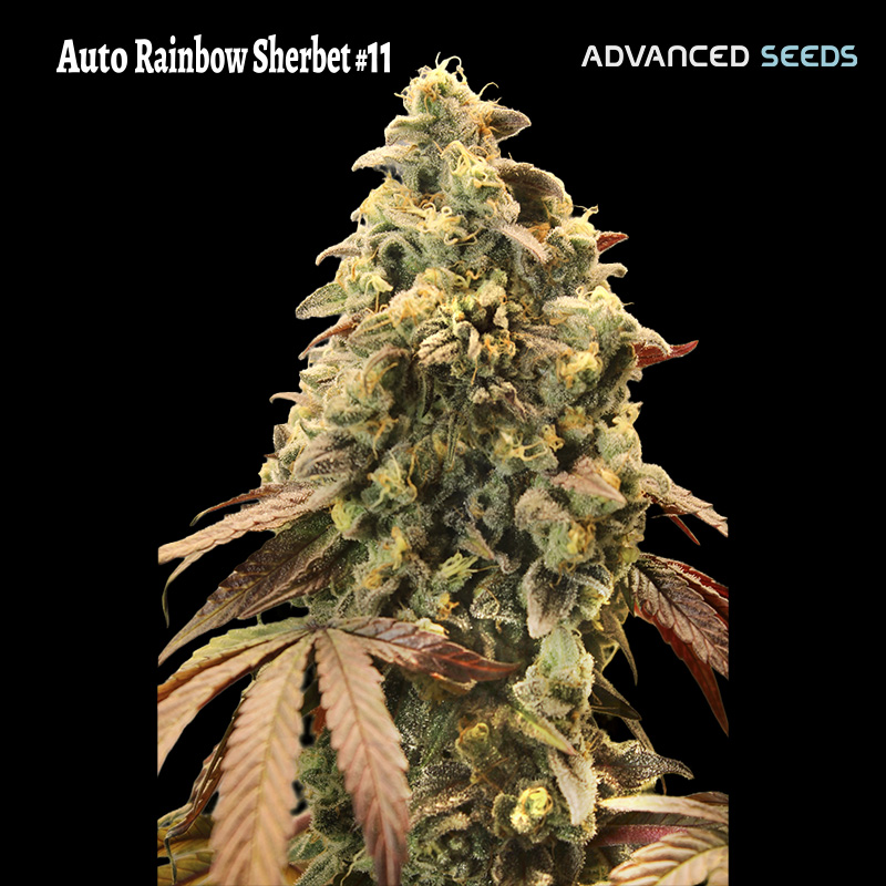 Planta Auto Rainbow Sherbet de Advanced Seeds en maceta