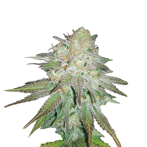 semillas feminizadas Auto Raspberry Cough para cultivo
