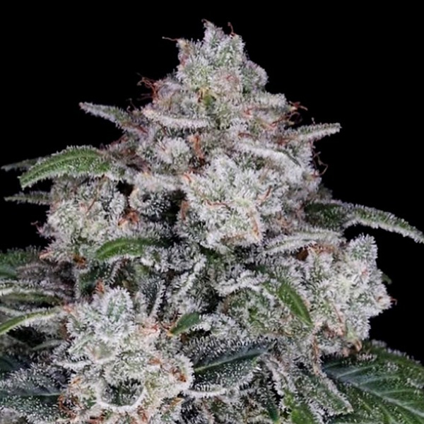 semillas feminizadas Auto Return of the Mac 5 de DNA Genetics para cultivo automatizado