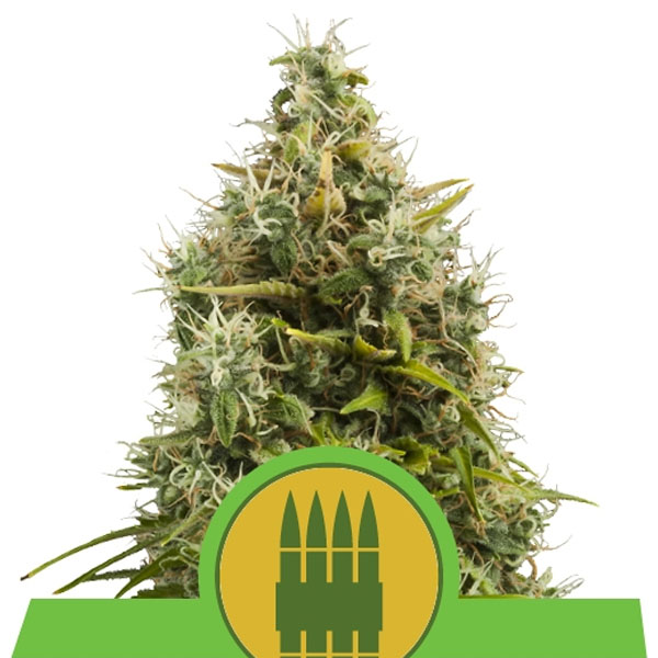 Royal AK Auto Royal Queen Seeds