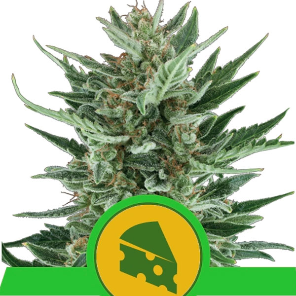 semilla feminizada Auto Royal Cheese de Royal Queen para cultivo automático