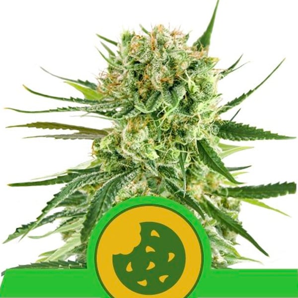 Semilla feminizada Auto Royal Cookies de Royal Queen para cultivo automático