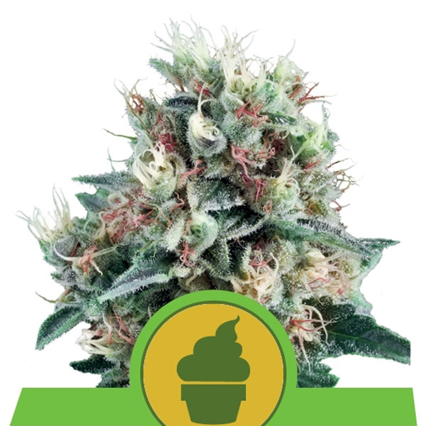 planta Auto Royal Creamatic de Royal Queen en maceta