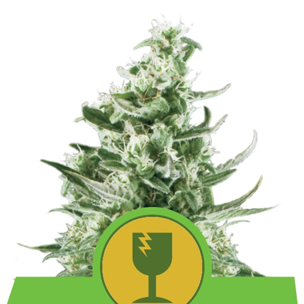 semillas feminizadas Auto Royal Critical de Royal Queen para cultivo automático