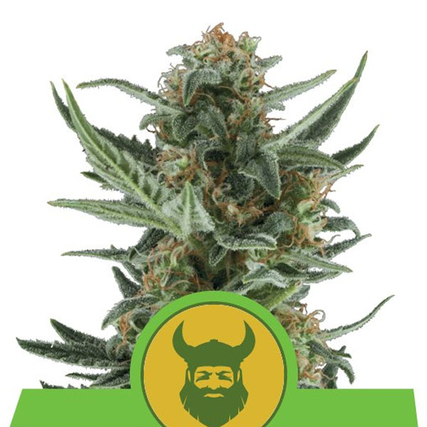 Planta Auto Royal Dwarf en maceta, variedad feminizada de Royal Queen