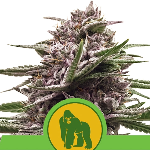 Semilla feminizada Auto Royal Gorilla de Royal Queen, planta autofloreciente de cannabis