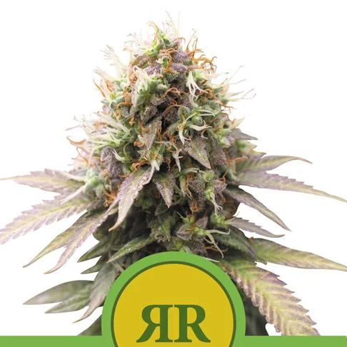 semilla feminizada Auto Royal Runtz para cultivo en interior y exterior