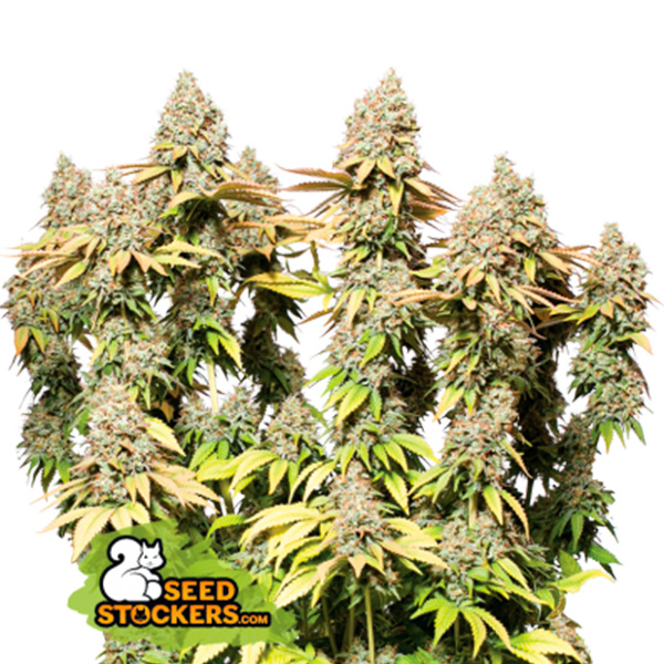 Auto-Rucu-Cucu-OG-fem-1-u-Seedstockers-Superior