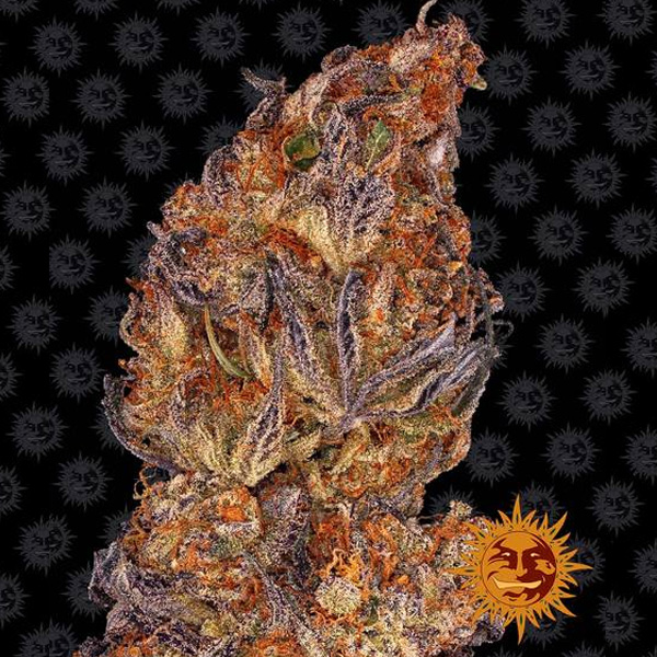 Semilla feminizada Auto-Runtz-1-u de Barneys para cultivo de cannabis