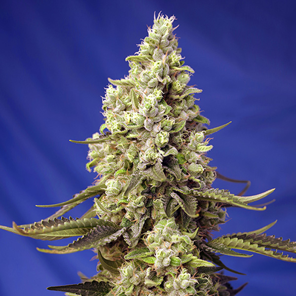 Planta Auto Runtz XL 31 semillas feminizadas Sweet Seeds