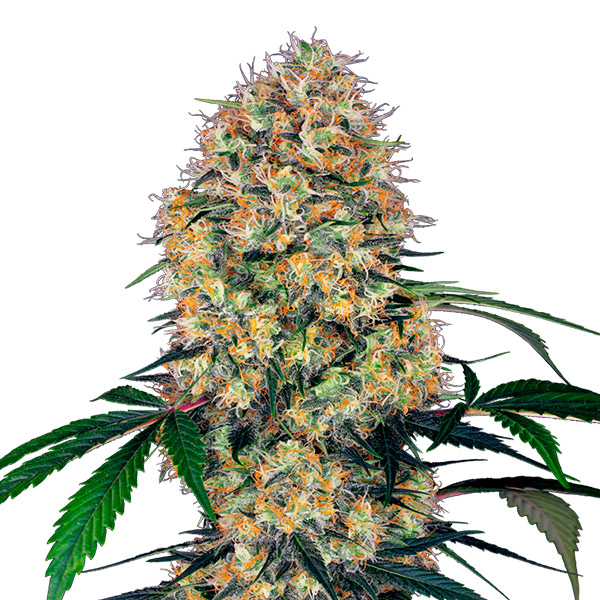 Auto-Sensi-Amnesia-XXL-3-u-fem-Sensi-Seeds-Research