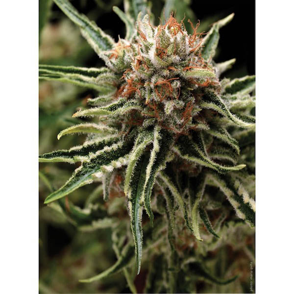 Blíster con 12 semillas feminizadas Auto Shark de Pyramid Seeds para cultivo automático
