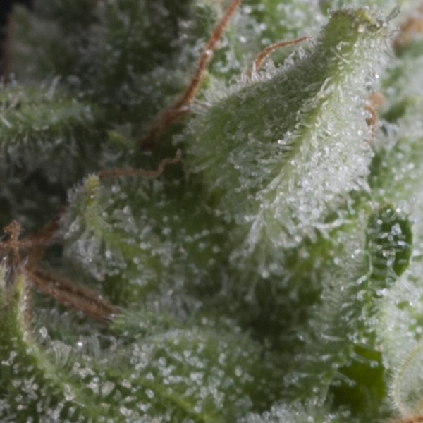 Planta Auto Shark de semillas feminizadas Pyramid Seeds para cultivo automático