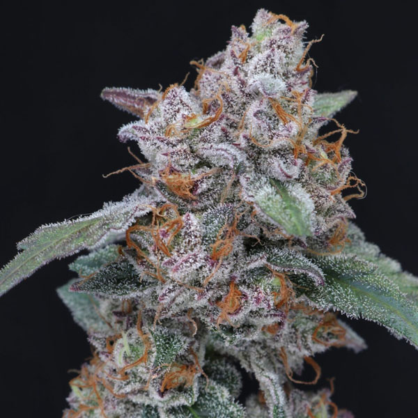 semillas autoflorecientes Auto Sherbacio OG para cultivo