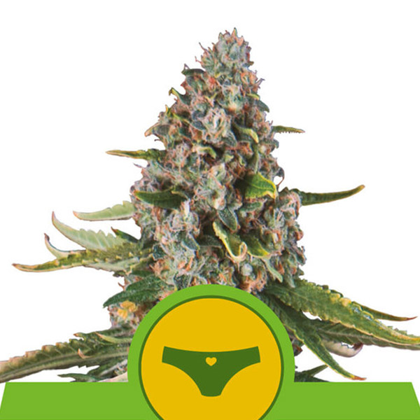 semilla feminizada Auto Sherbet Queen para cultivo